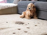 Protecting Your Carpet