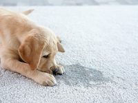 Pet Stains on Carpet